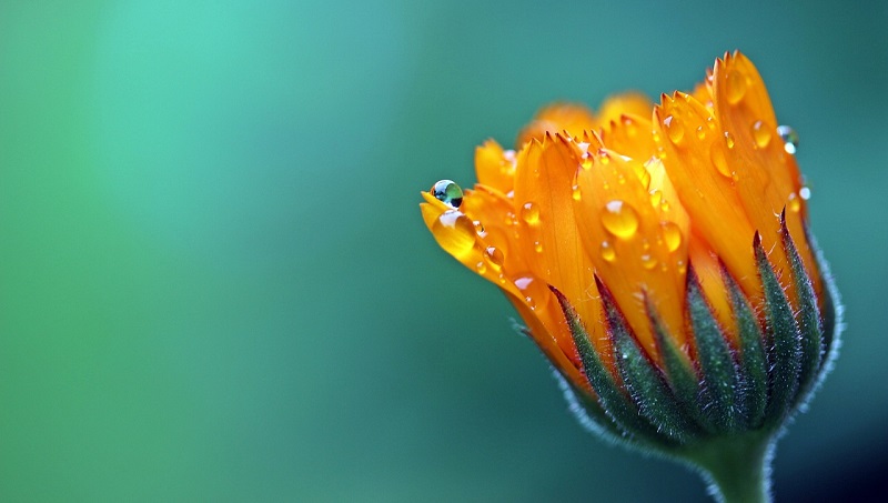 Calendula officinalis