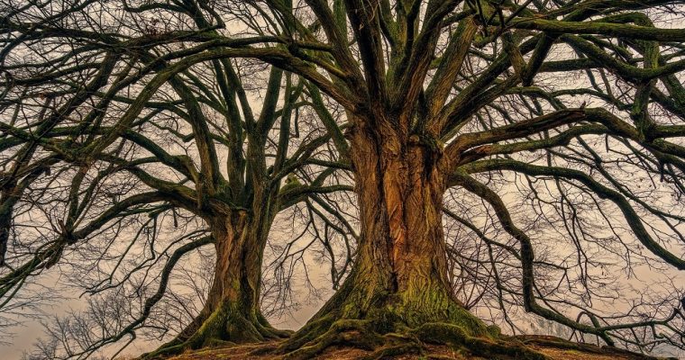 Será que a Árvore da Vida existe mesmo?