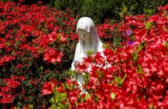 Beautiful flowers in full bloom and Virgin Mary statue
