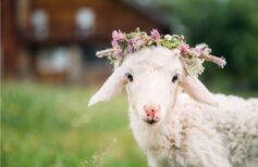 Os animais como símbolos da Páscoa cristã