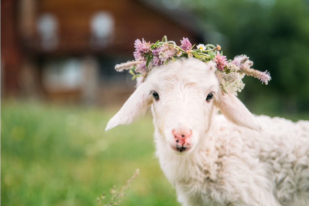 Os animais como símbolos da Páscoa cristã