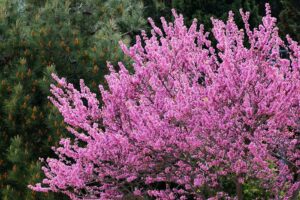 Cercis Siliquastrum ou árvore de Judas: onde o apóstolo escolheu morrer