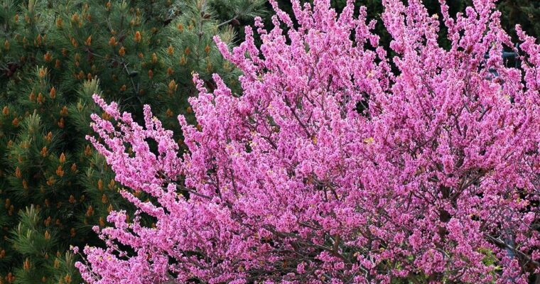 Cercis Siliquastrum ou árvore de Judas: onde o apóstolo escolheu morrer