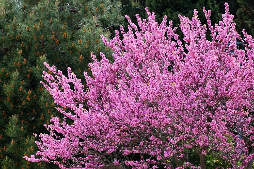 Cercis Siliquastrum ou árvore de Judas: onde o apóstolo escolheu morrer