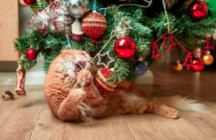 Convivência entre gatos e árvores de Natal: alguns conselhos práticos gato e árvore de Natal