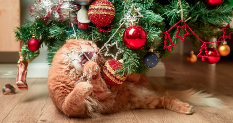 Convivência entre gatos e árvores de Natal: alguns conselhos práticos