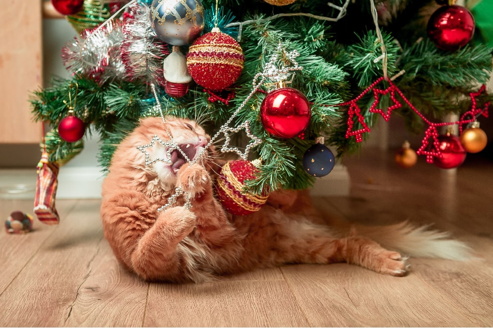 Convivência entre gatos e árvores de Natal: alguns conselhos práticos