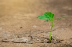 Ecology concepts The seedlings sprout on the cracked cement floo