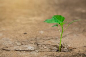 Os milagres de Jesus nos quatro Evangelhos