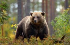 São Corbiniano, o santo que viajou com um urso até Roma
