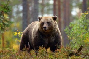 São Corbiniano, o santo que viajou com um urso até Roma