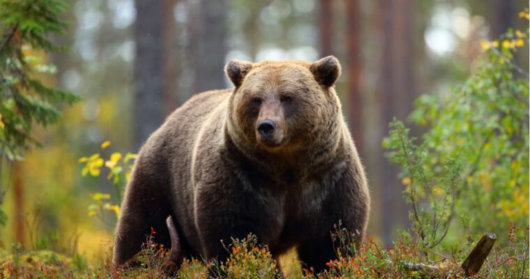 São Corbiniano, o santo que viajou com um urso até Roma
